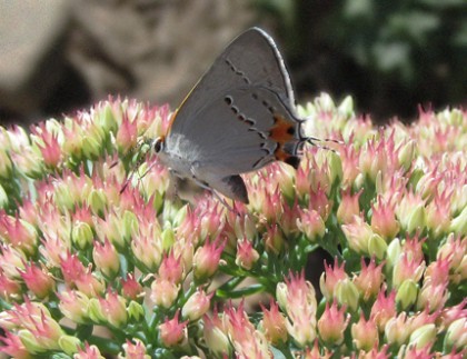 Butterfly and Sedum Todds Yard