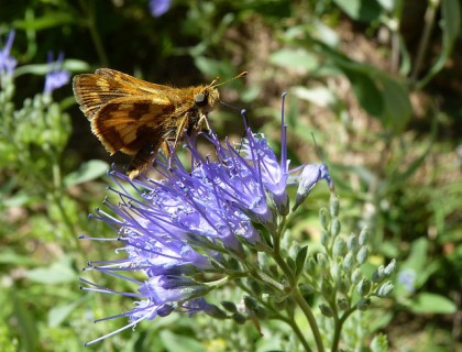 Caryopteris flower and butterfly