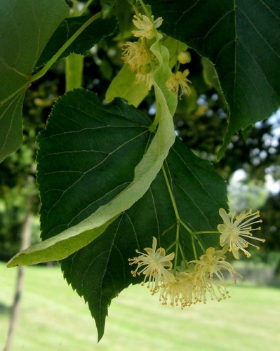 Tilia cordata flower