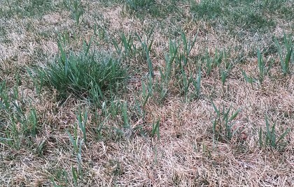 Tall Fescue in Lawn