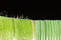 crabgrass vs. tall fescue closeup