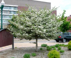 Crataegus - Hawthorn 2