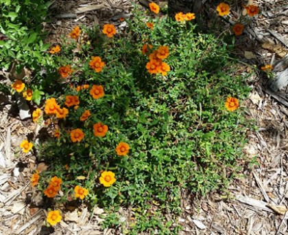Helianthemum Orange - Orange Sunrose