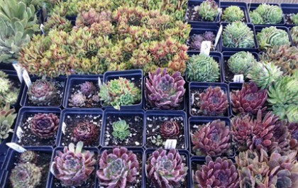 Sempervivum