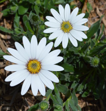 Osteospermum-Avalanche White Sun Daisy 3