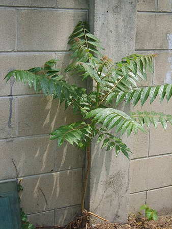 Young Ailanthus altissima