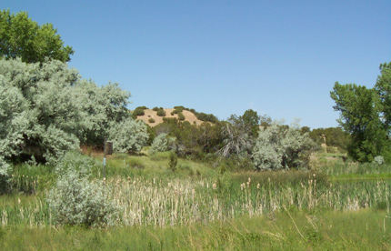 Russian Olives invading a wetland in New Mexico.