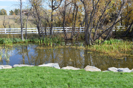 natural pond with improved boulder edge