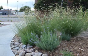 ArtGym-Grass-and-Lavender