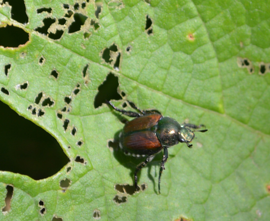 Popillia_japonica_on grape leaf at DBG 2