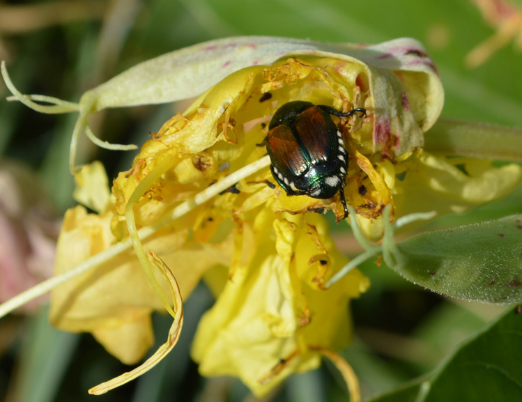 Japanese beetle eating an Oenothera flower.