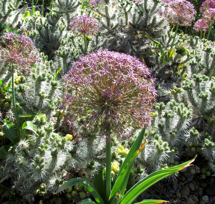 allium-with-cholla_kendrick-lake_june-2016