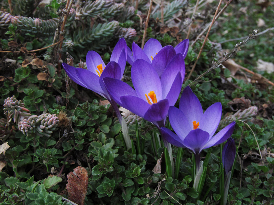 crocus_march2015