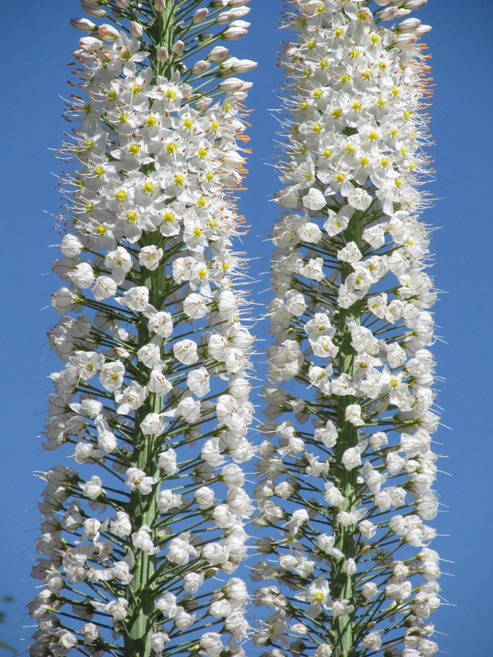 foxtail-lilly-june-2016