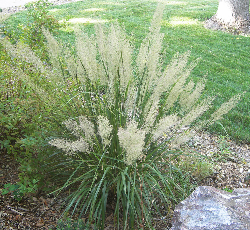 Korean Feather Grass A Frothy Focal Point For The Part Shade Garden